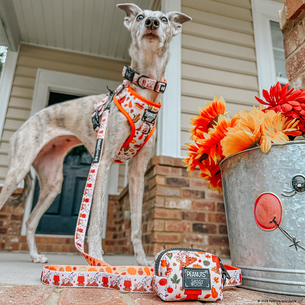 Dog Four Piece Bundle - Peanuts™ Harvest