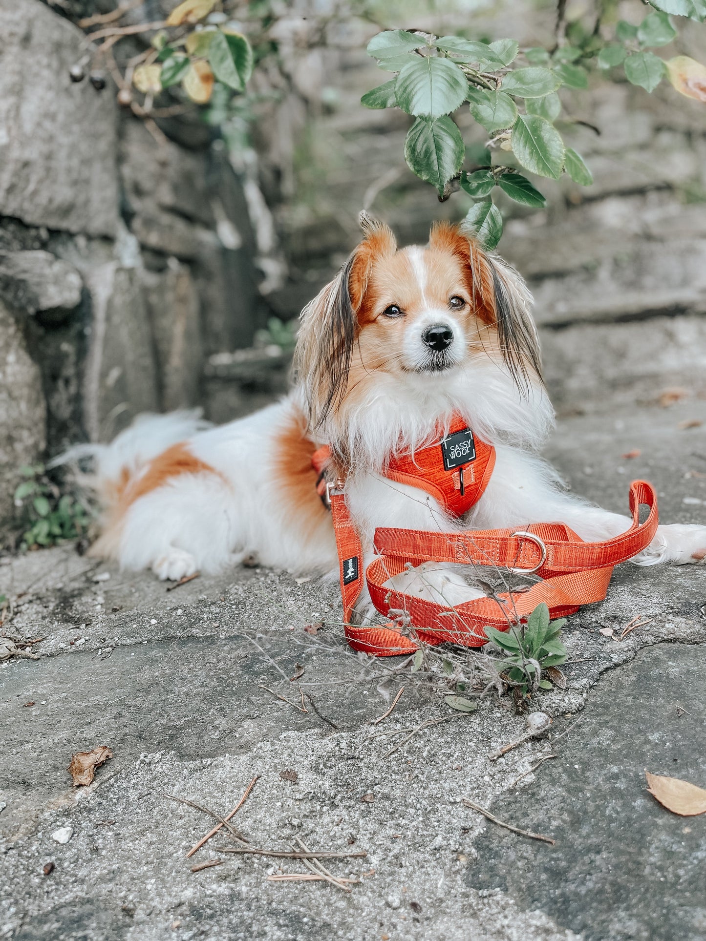 Dog Four Piece Bundle - Foxy