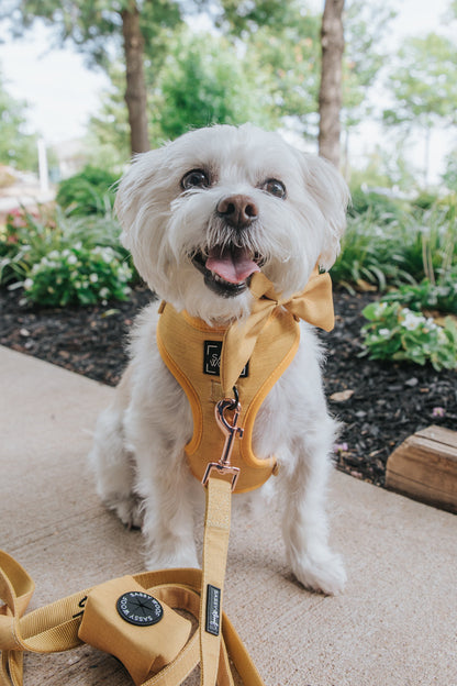Dog Sailor Bow - Sunflower Fields