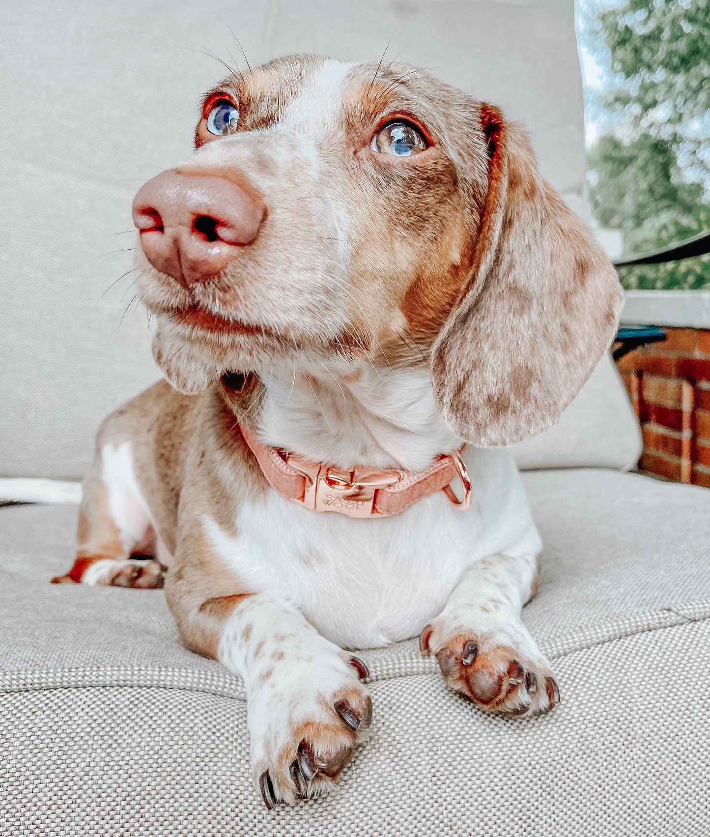 Dog Collar Three Piece Bundle - Apple Cider