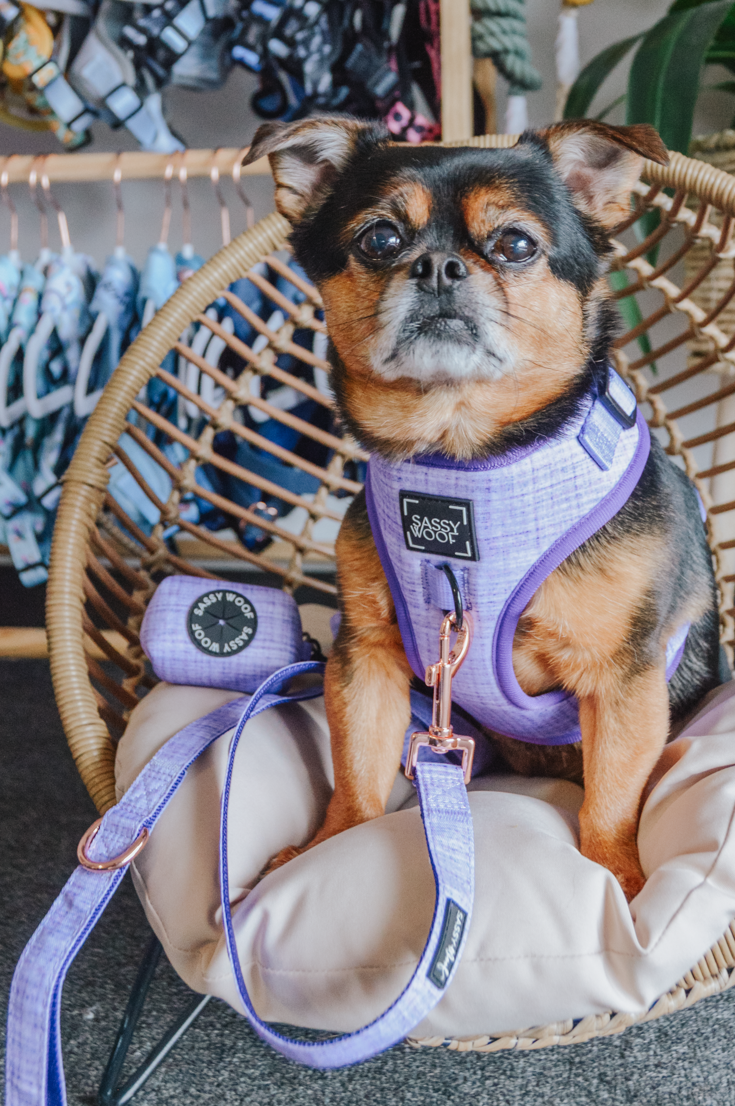 Dog Leash - Aurora