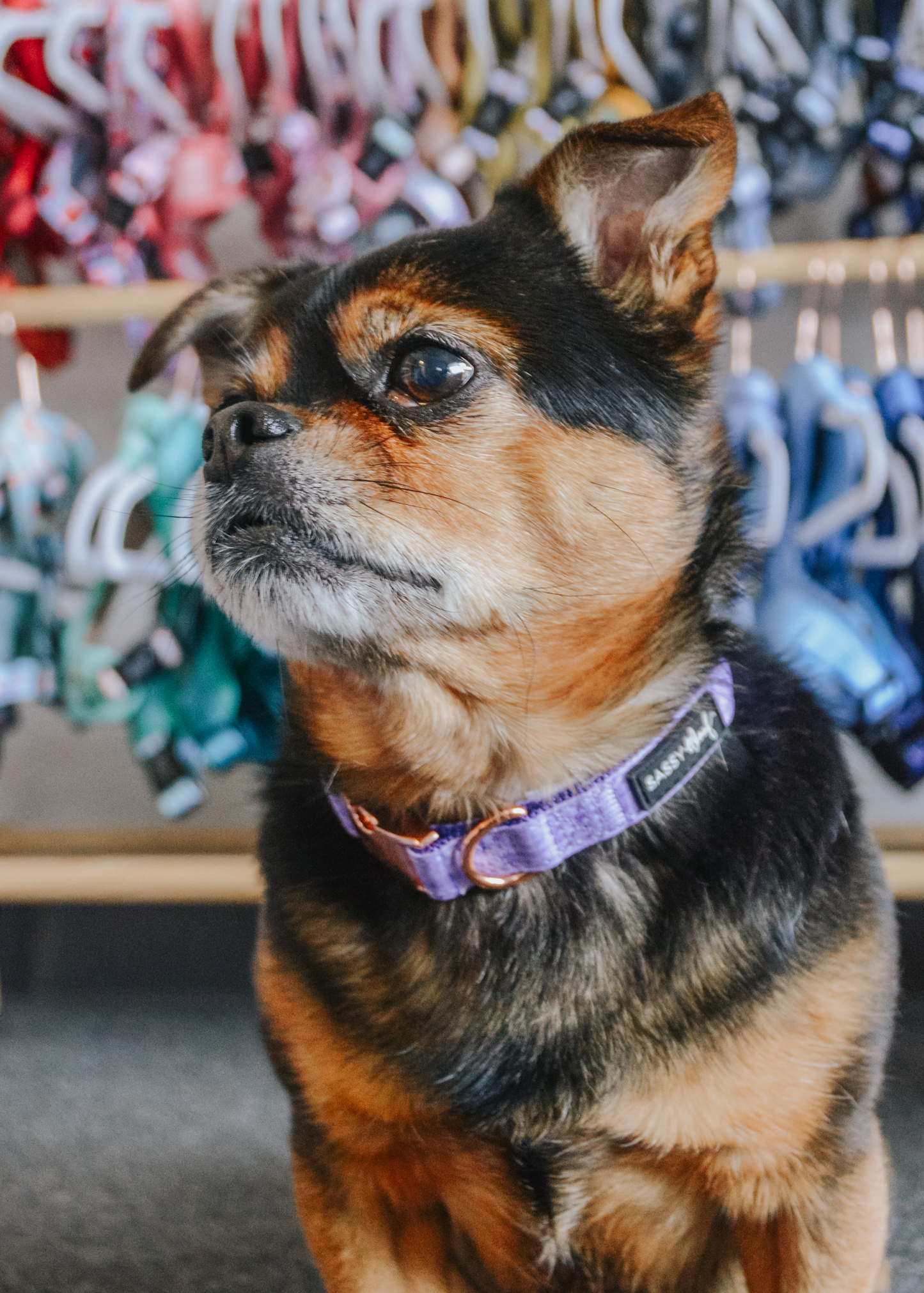 Dog Collar Three Piece Bundle - Aurora