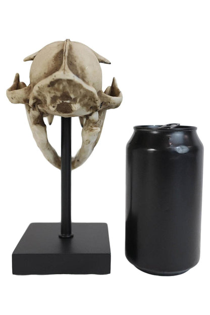 Bobcat Skull Replica