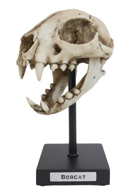 Bobcat Skull Replica