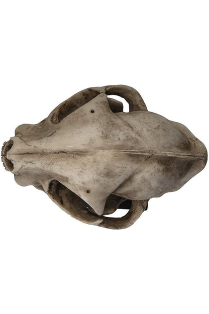 Bobcat Skull Replica