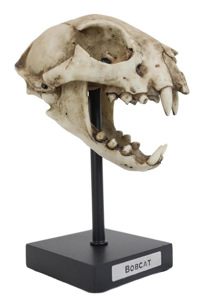 Bobcat Skull Replica