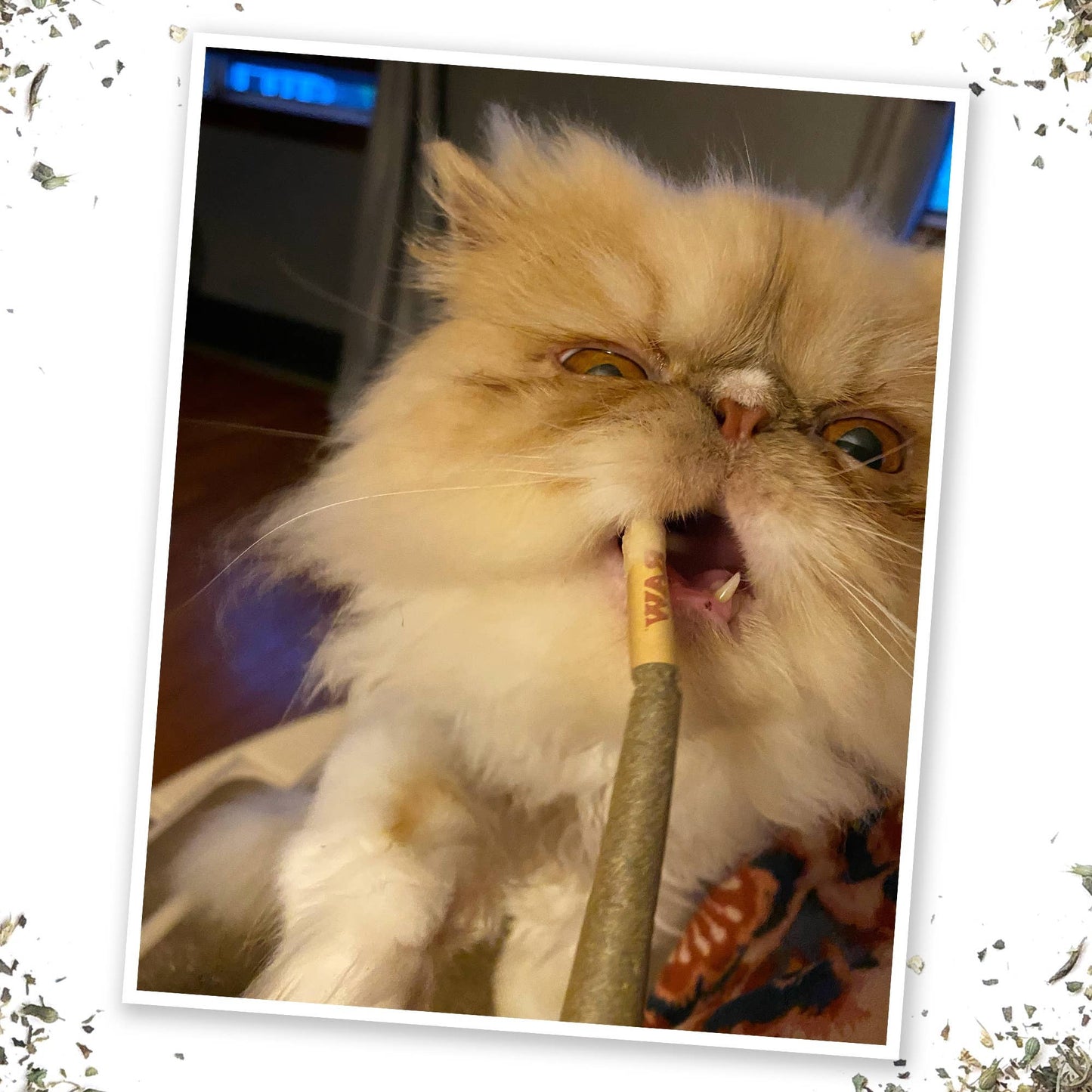 Meowijuana King Catnibas Joints