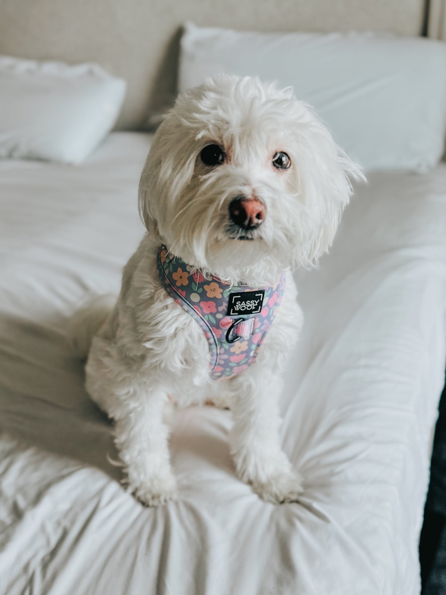 Dog Four Piece Bundle - Fleur de Sass