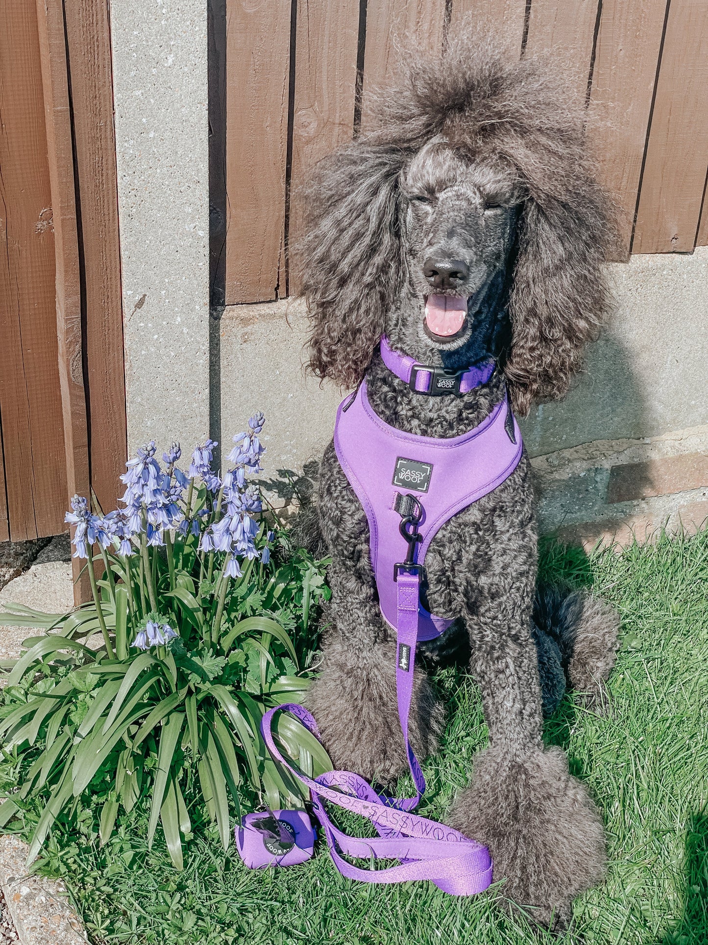 Dog Four Piece Bundle - Neon Purple