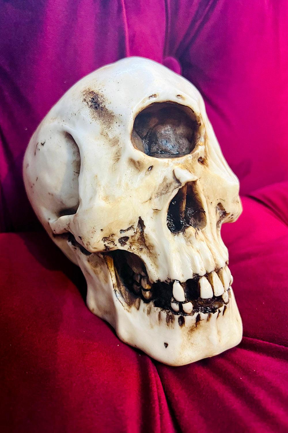 Cyclops Skull Replica