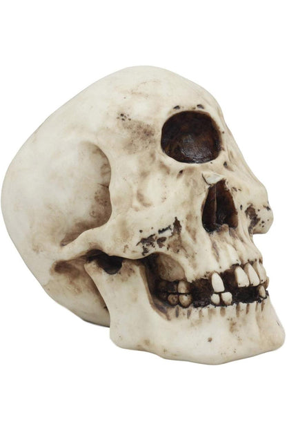Cyclops Skull Replica