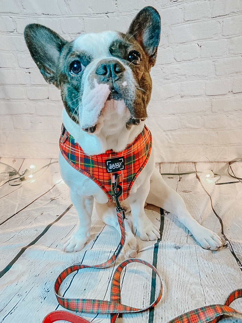 Dog Four Piece Bundle - Deck the Paws