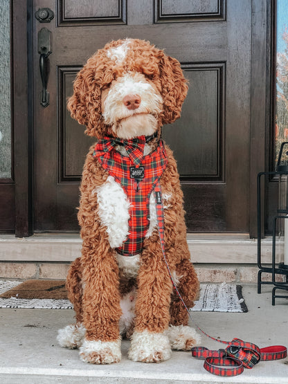 Dog Four Piece Bundle - Deck the Paws