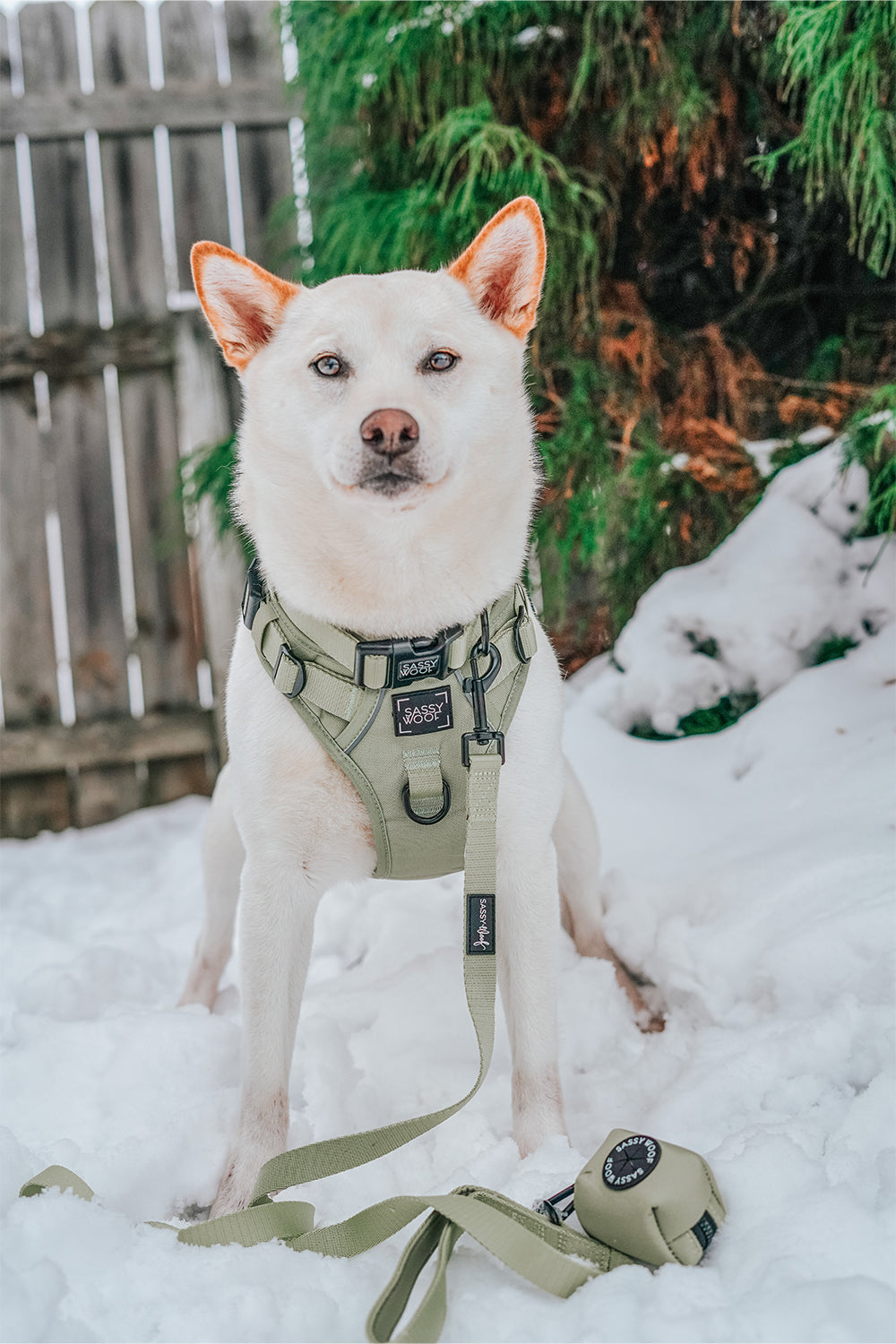 Dog Four Piece Bundle - Matcha