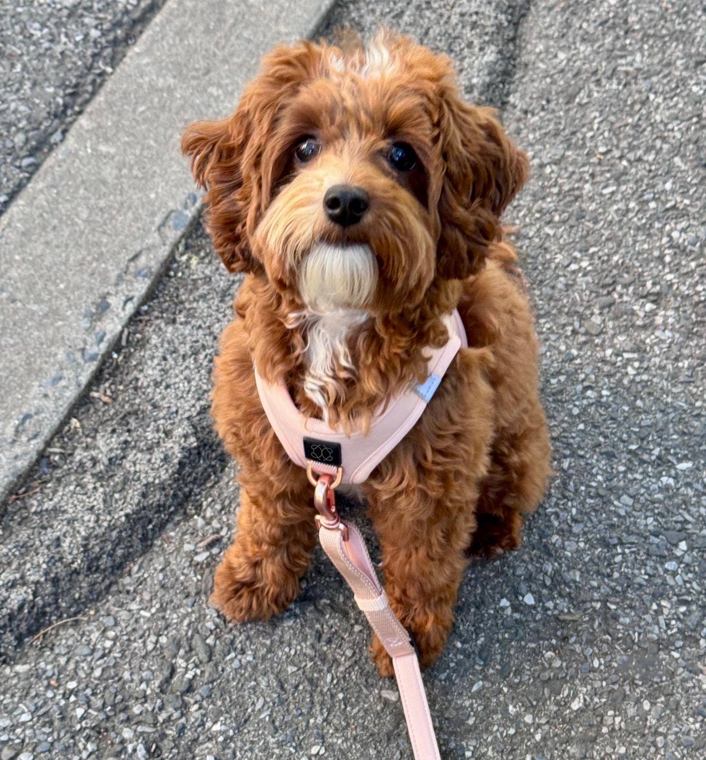 Doodle Couture, New York - WINNER - Harness Innovation of the Year Award - Blush