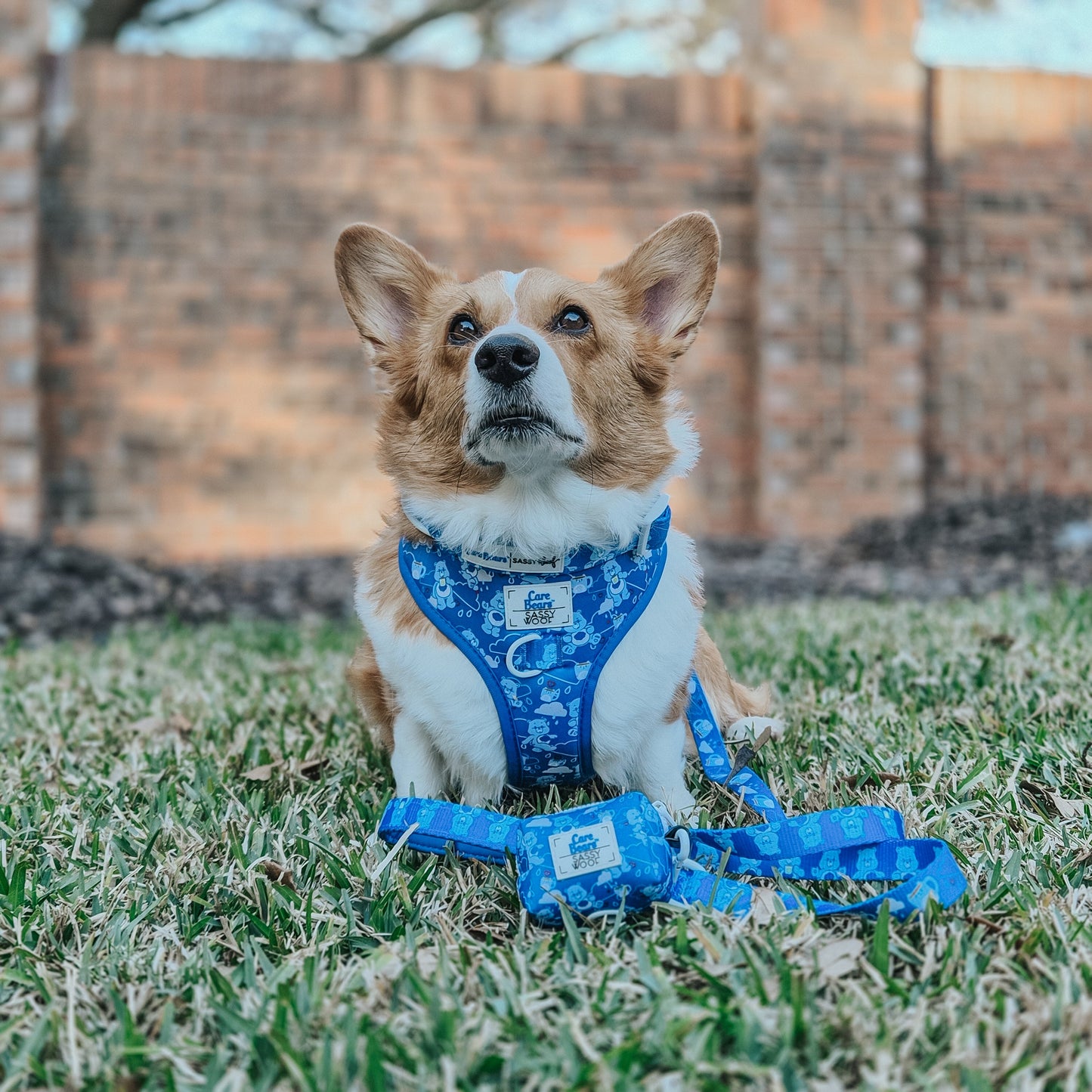 Dog Collar Three Piece Bundle - Care Bears™ Grumpy Bear