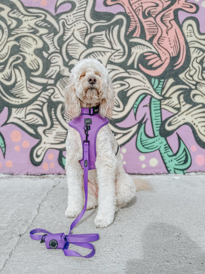 Dog Four Piece Bundle - Neon Purple