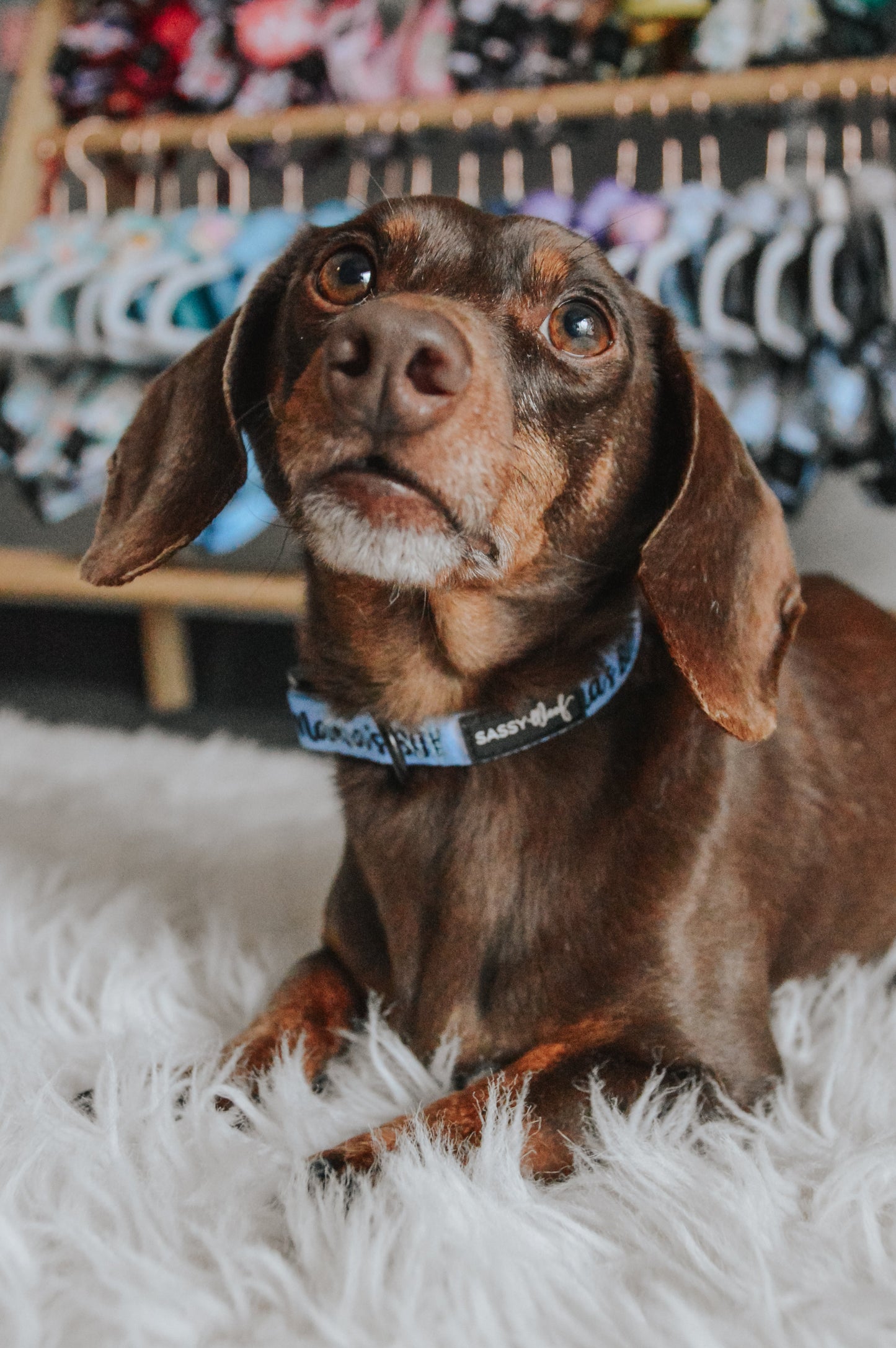 Dog Three Piece Bundle - Mama's Boy
