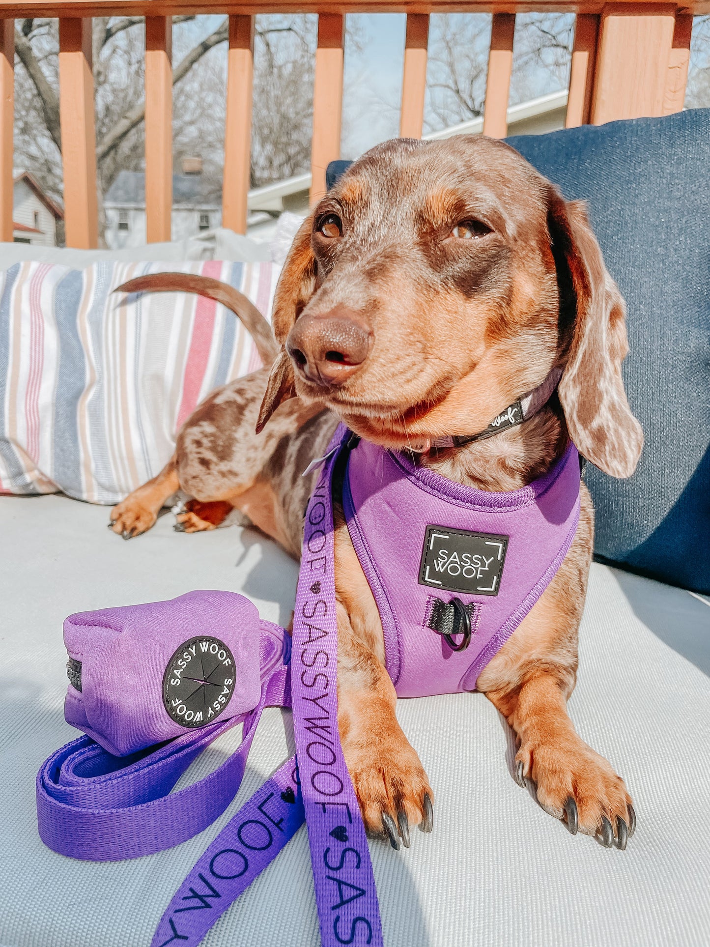 Dog Four Piece Bundle - Neon Purple