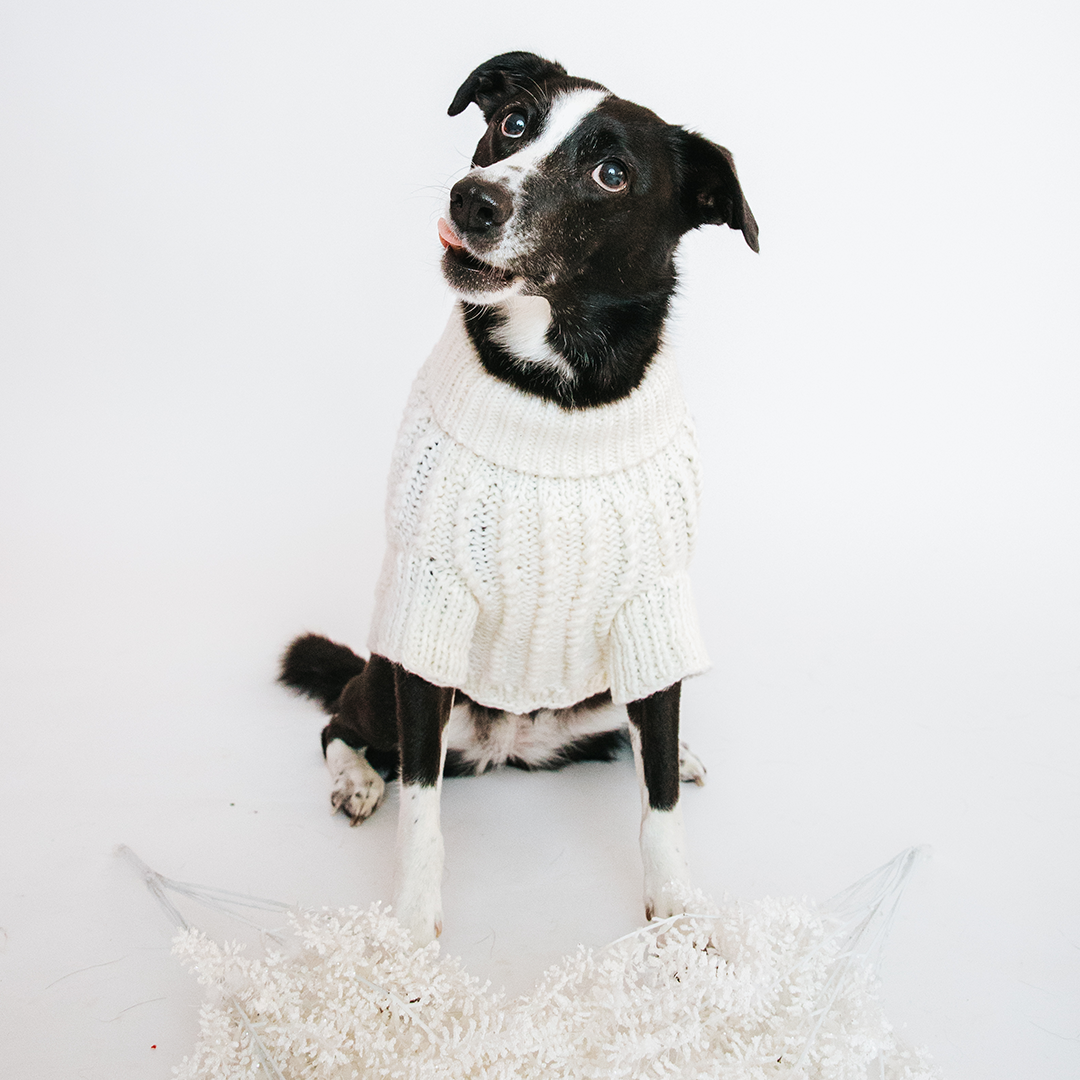 Pet Cable Knit Sweater - White