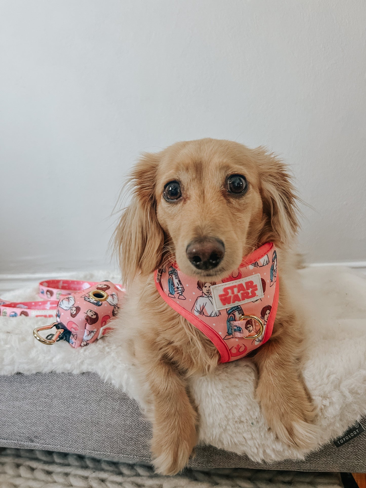 Dog Waste Bag Holder - STAR WARS™ Princess Leia