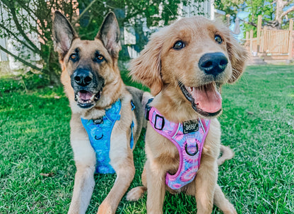 Dog Four Piece Bundle - Purple Haze