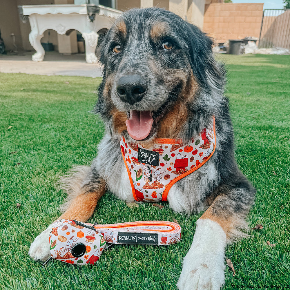 Dog Four Piece Bundle - Peanuts™ Harvest