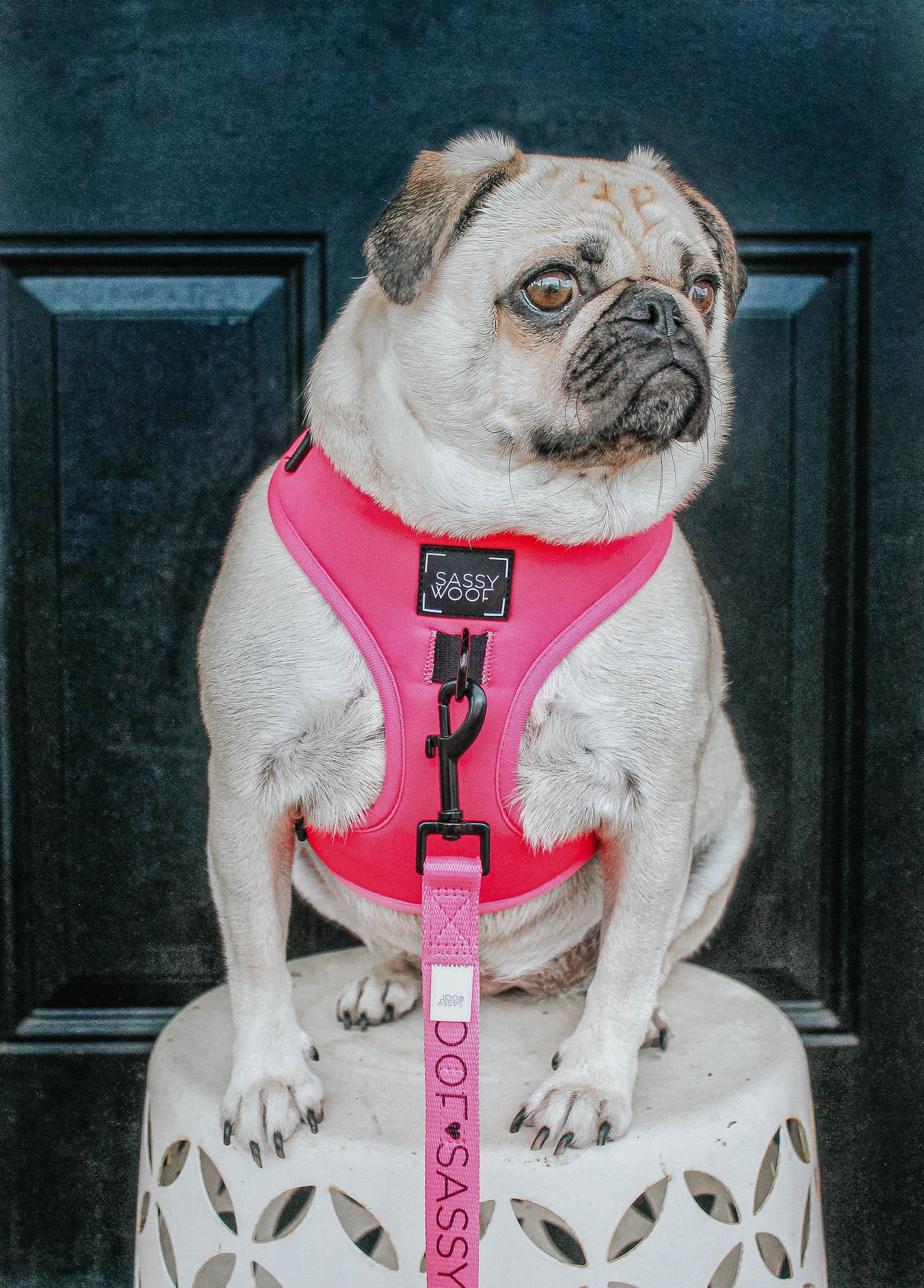 Dog Four Piece Bundle - Neon Pink