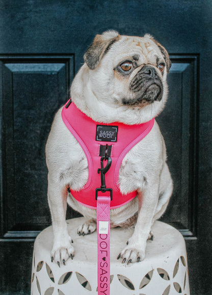 Dog Four Piece Bundle - Neon Pink