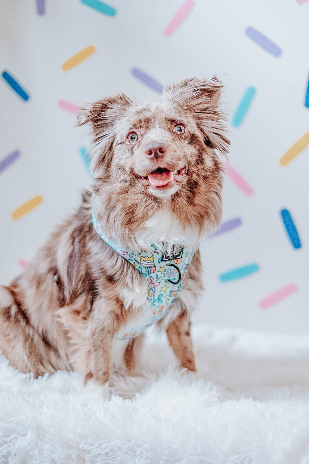 Dog Four Piece Bundle - Pup Pup Hooray