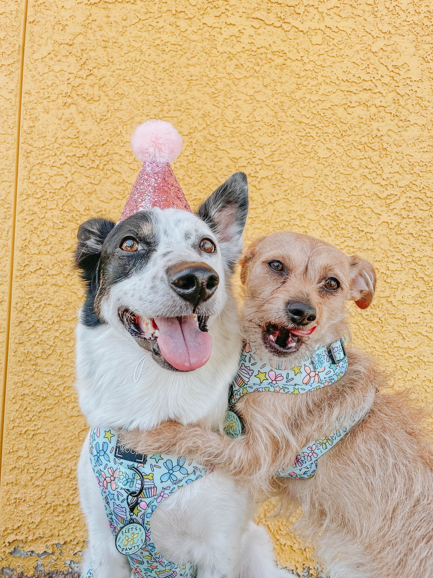Dog Four Piece Bundle - Pup Pup Hooray