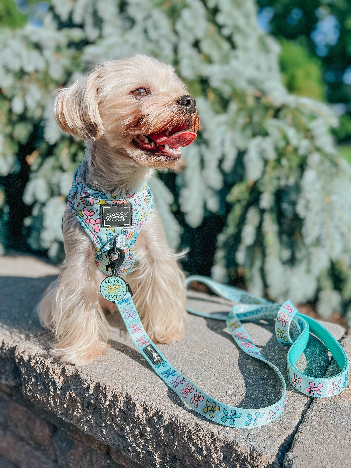 Dog Four Piece Bundle - Pup Pup Hooray