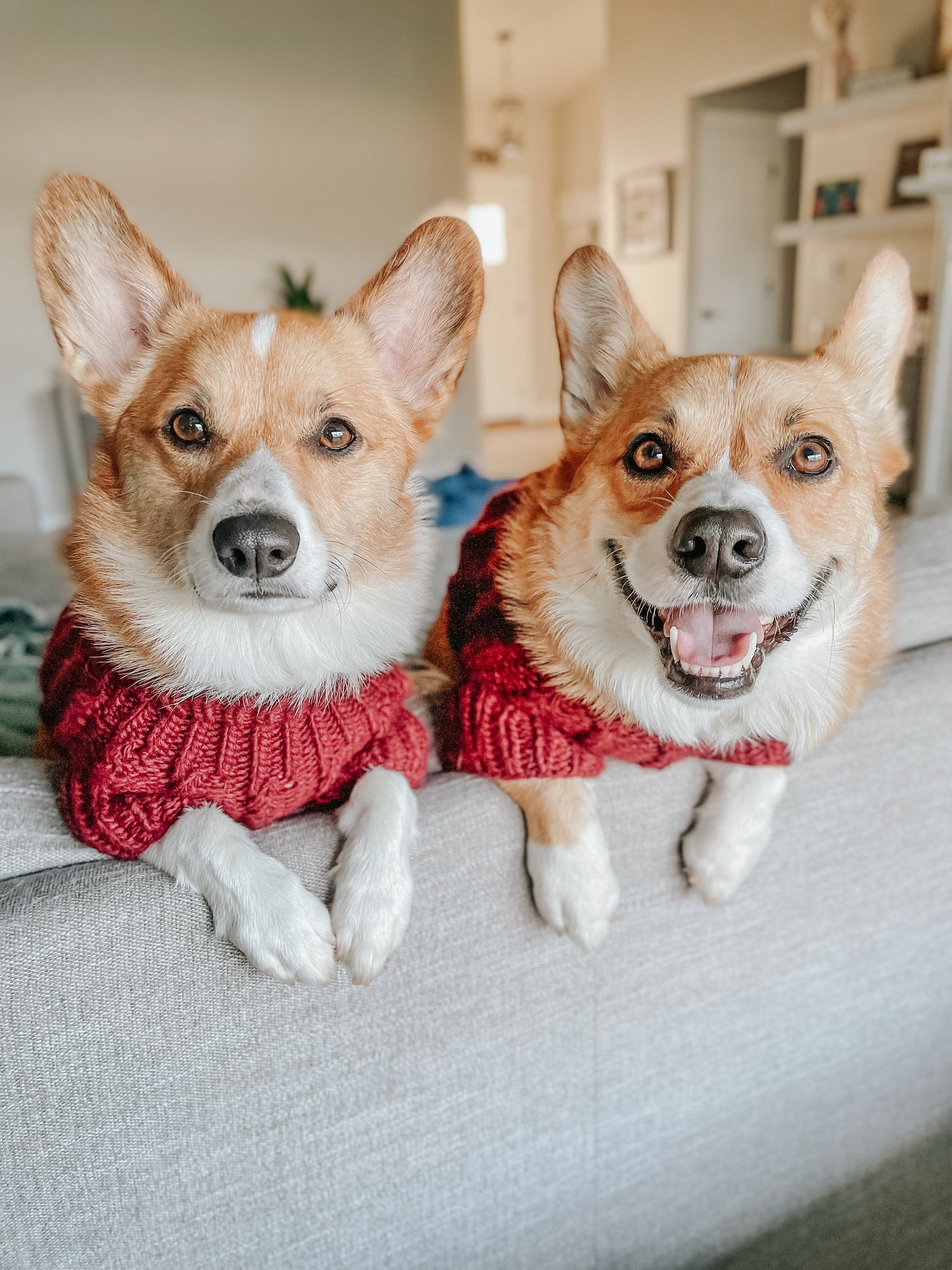 Pet Cable Knit Sweater - Red