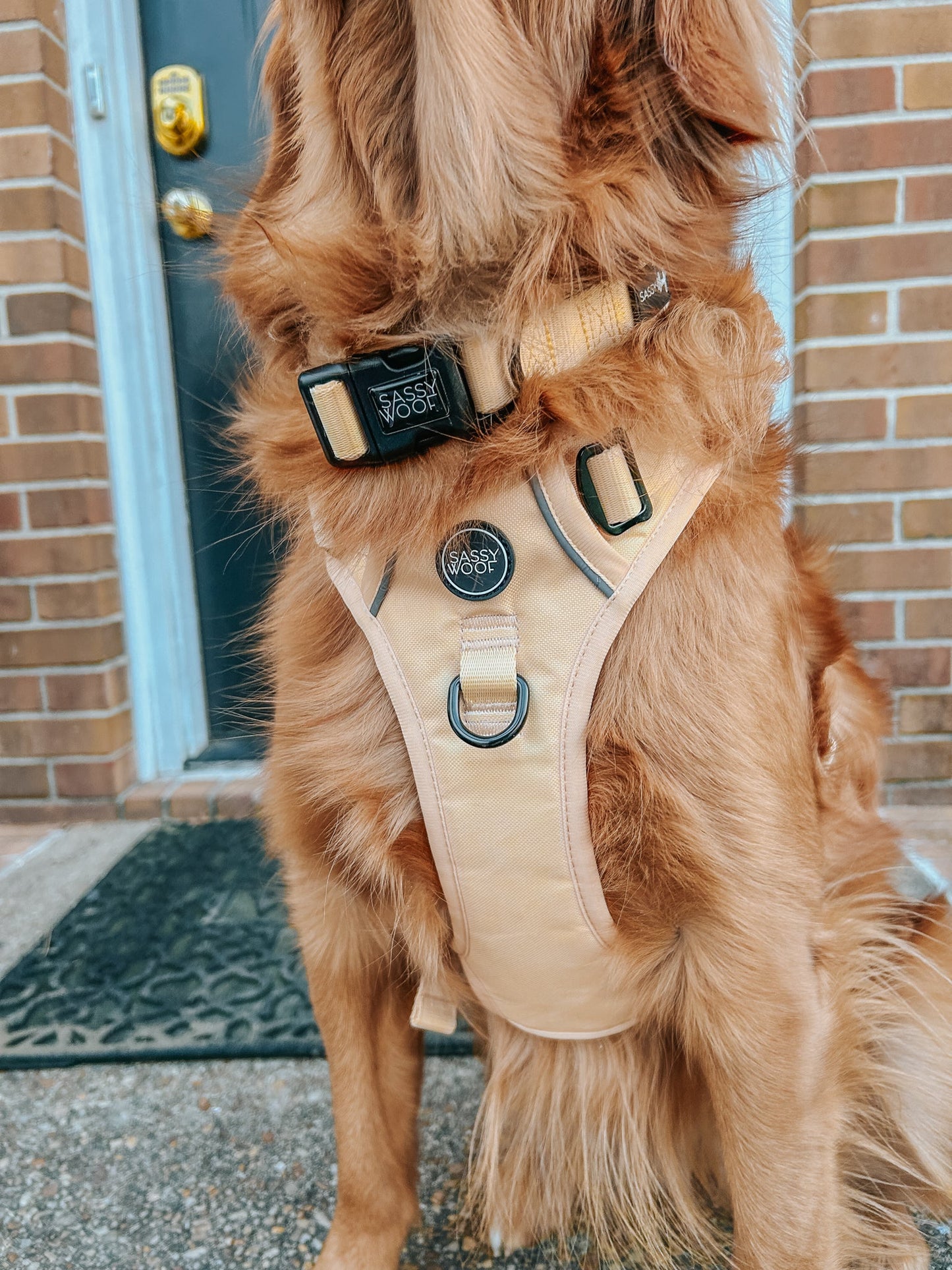 Dog Three Piece Bundle - Daffodil