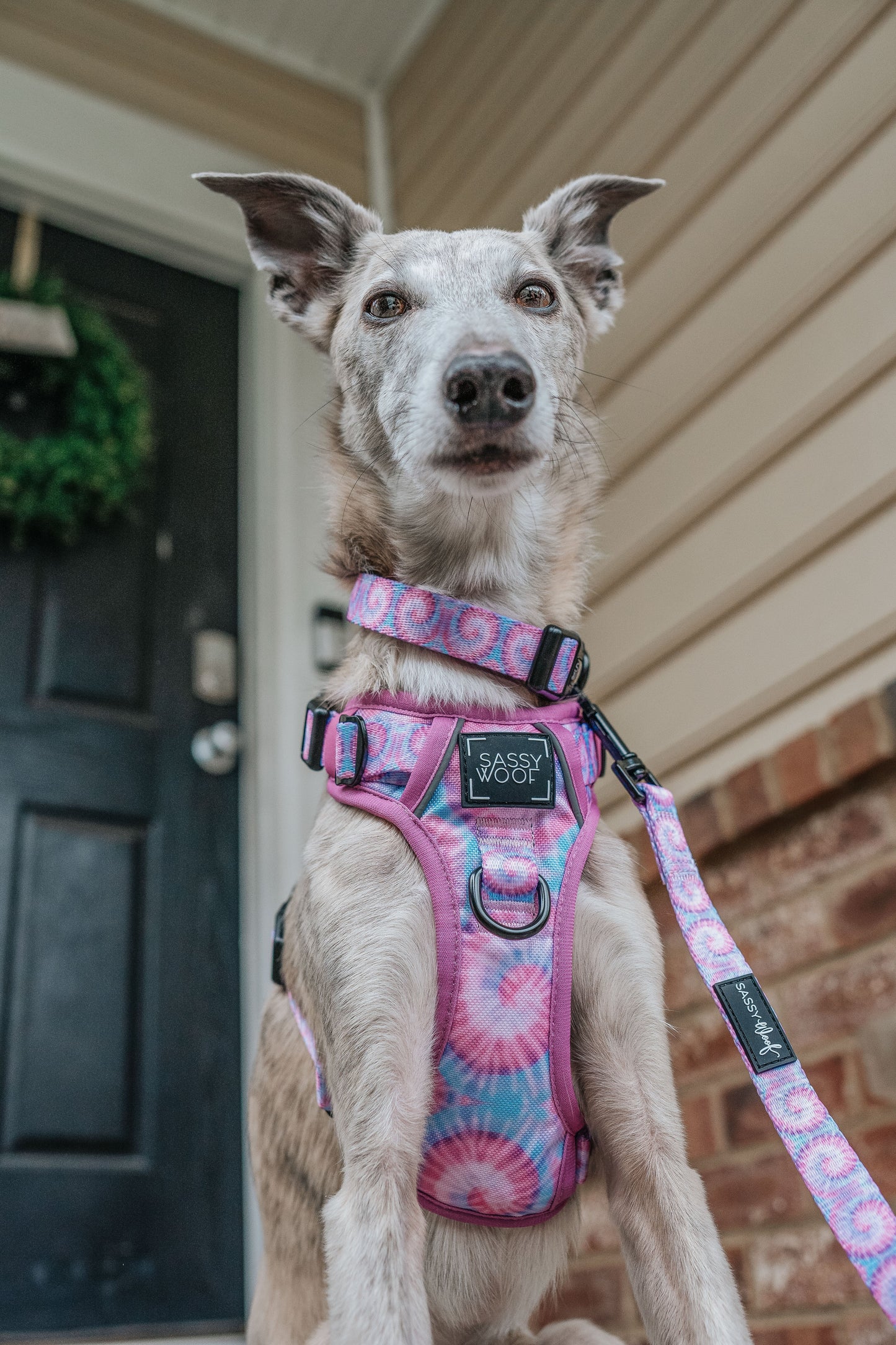 Dog Four Piece Bundle - Purple Haze