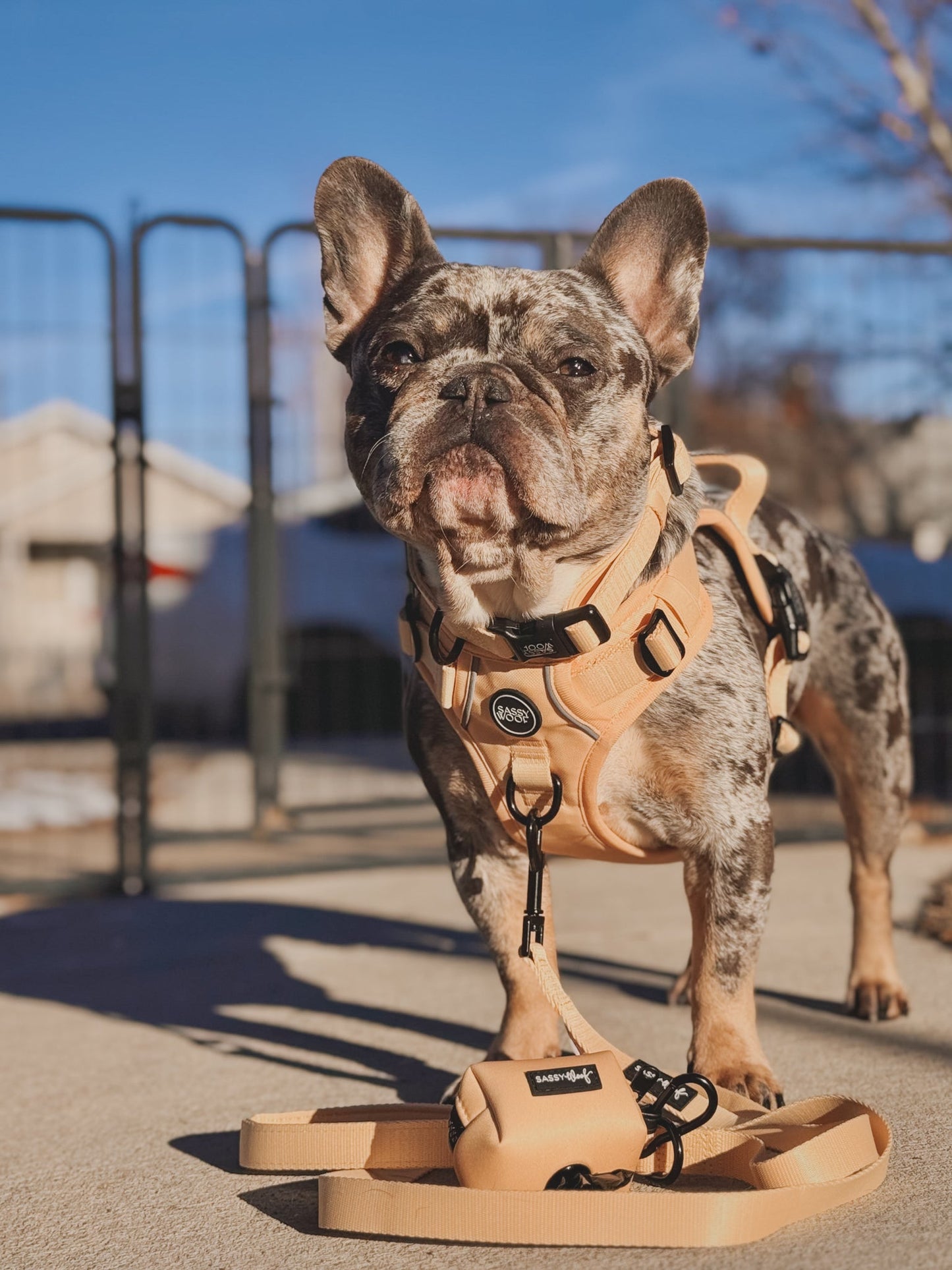 Dog Three Piece Bundle - Daffodil