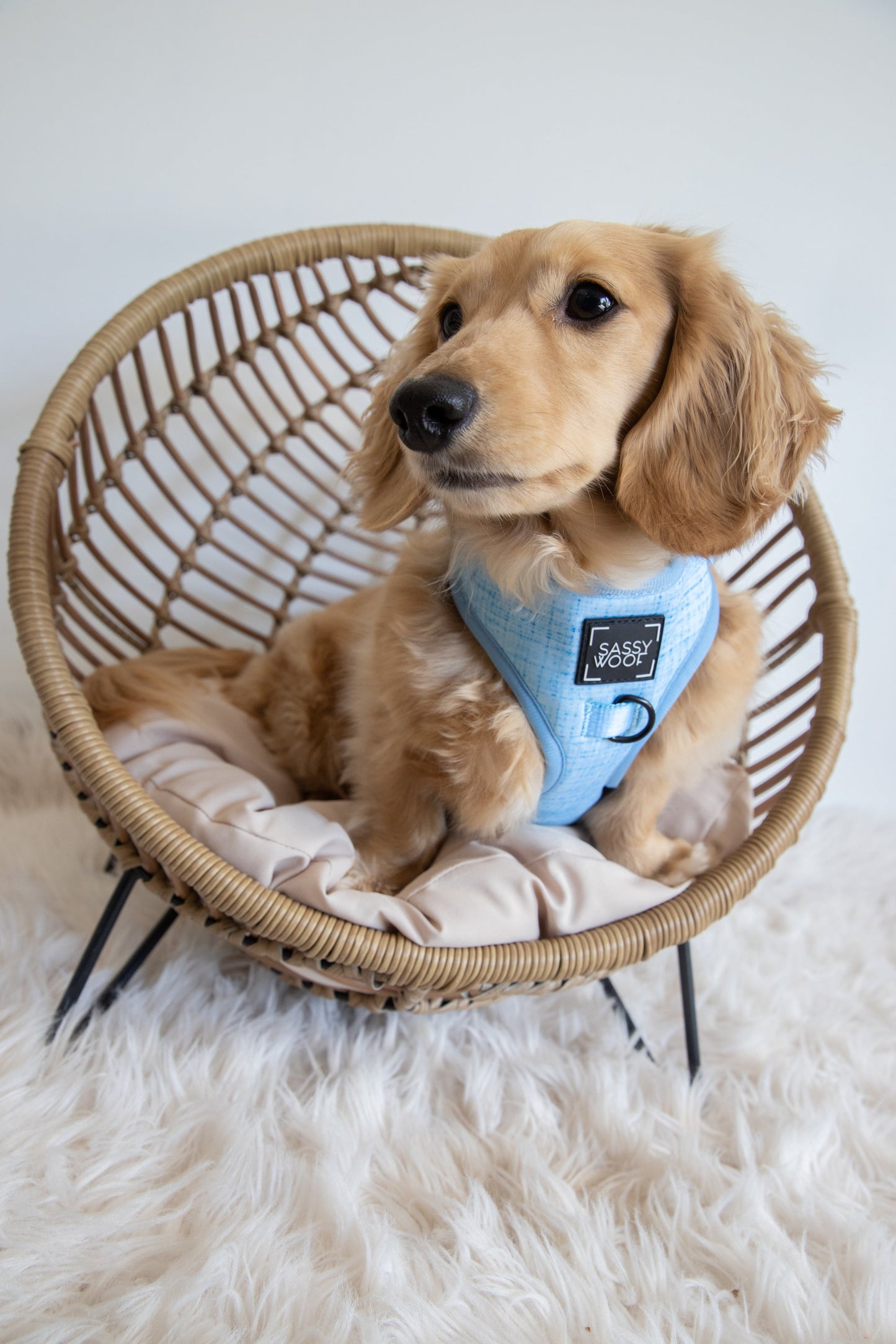 Dog Adjustable Harness - Blumond