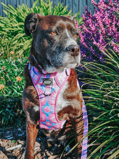 Dog Four Piece Bundle - Purple Haze